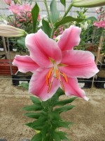 [4486 PO74 O 02 10549-03 No02.JPG]